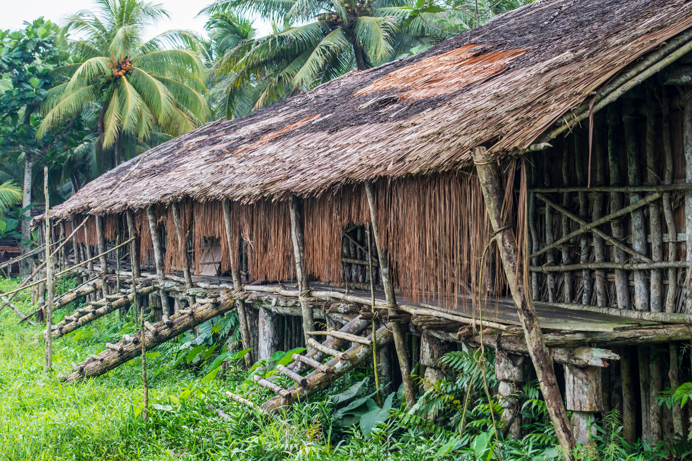 asmat, papua.webp